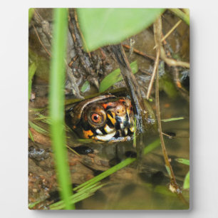 Placa Expositora Tortuga de caja y tadpoles