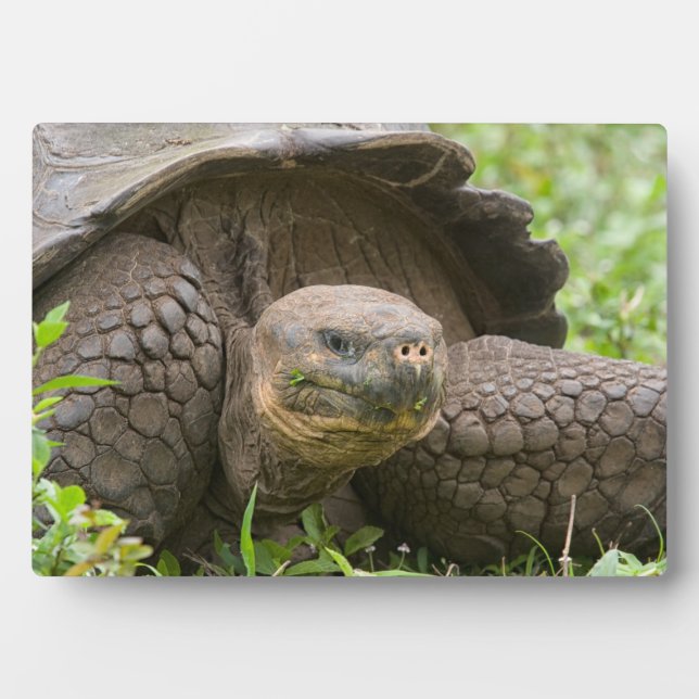 Placa Expositora Tortuga gigante (Frente)
