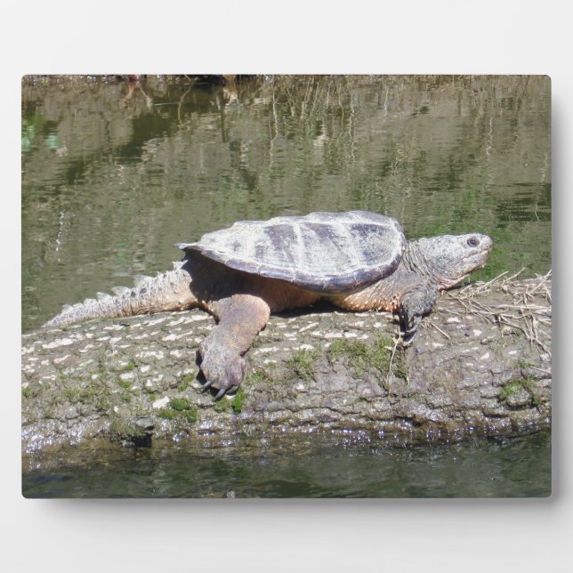 Placa Expositora Tortuga Snapping (Frente)