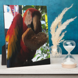 Placa Expositora Tostada de loro de Macaw escarlata