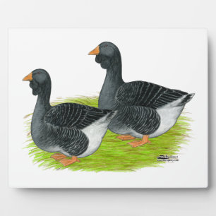 Placa Expositora Toulouse Dewlap Geese