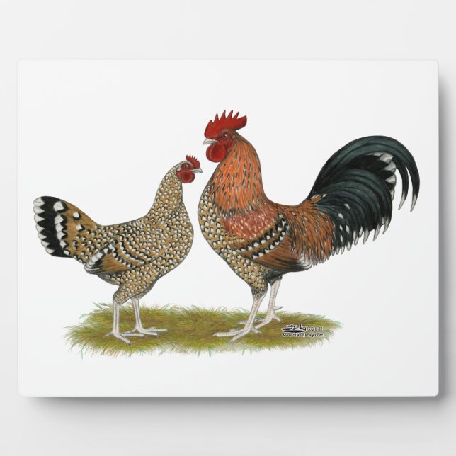 Placa Expositora Tournaisis Bantams (Frente)