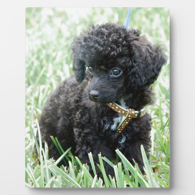 Placa Expositora Toy Poodle Puppy (Frente)