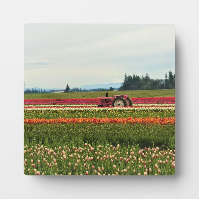 Placa Expositora Tractor rosa en el campo de los tulipanes, Oregón (Frente)