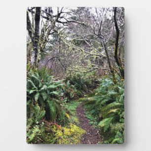 Placa Expositora Trayecto de buceo de bosques costeros, decepción d