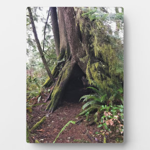 Placa Expositora Trayecto de buceo de bosques costeros, decepción d