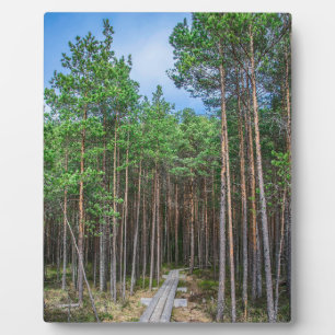 Placa Expositora Trayectoria de madera en bosque de pinos