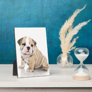 Placa Expositora Triste Bulldog de cachorros