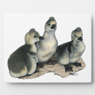 Placa Expositora Tufted Toulouse Goslings