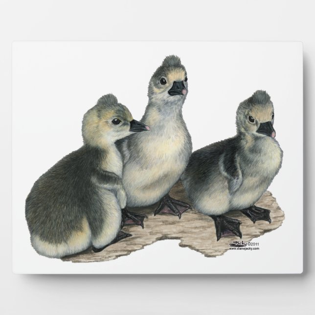 Placa Expositora Tufted Toulouse Goslings (Frente)