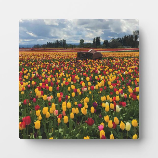 Placa Expositora Tulip Field con un viejo tractor, Oregón (Frente)