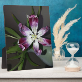 Placa Expositora Tulip Flower