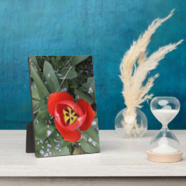 Placa Expositora Tulip rojo