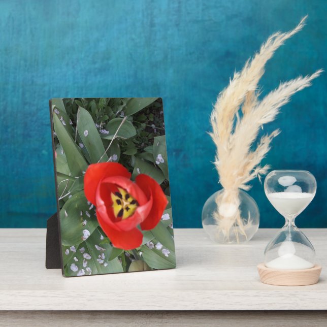 Placa Expositora Tulip rojo (Lado)