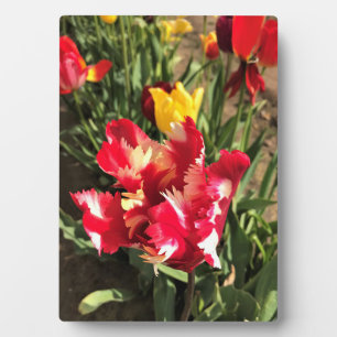 Placa Expositora Tulip rojo y blanco único