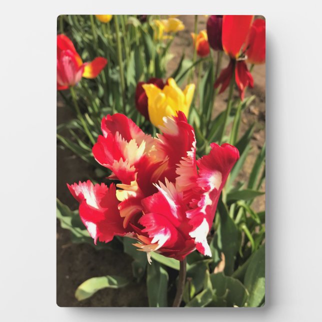Placa Expositora Tulip rojo y blanco único (Frente)