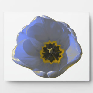 Placa Expositora Tulipán azul y amarillo