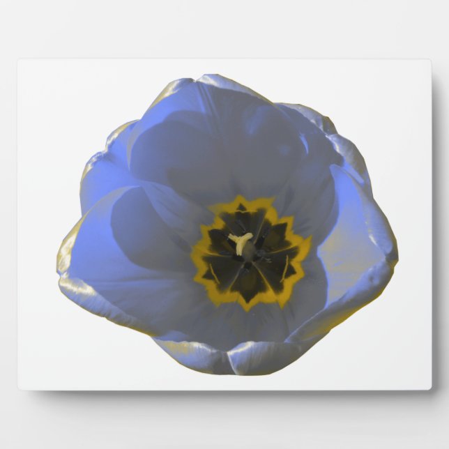 Placa Expositora Tulipán azul y amarillo (Frente)