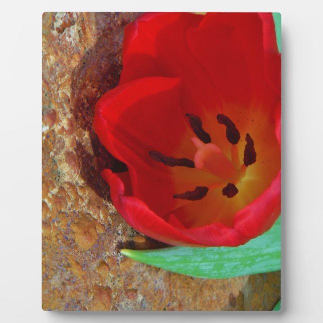 Placa Expositora Tulipán rojo y amarillo primavera (Frente)