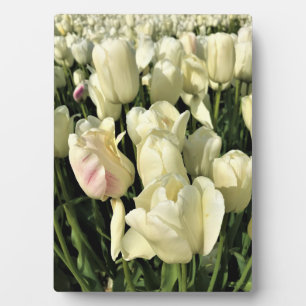 Placa Expositora Tulipanes blancos, Oregón