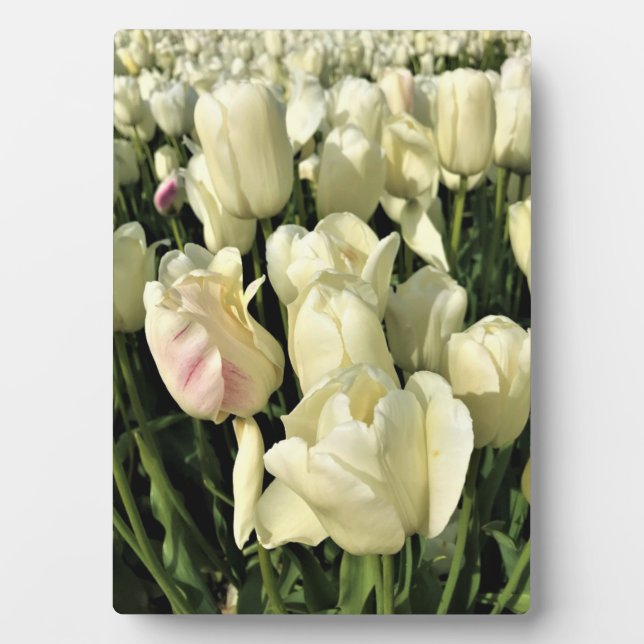 Placa Expositora Tulipanes blancos, Oregón (Frente)