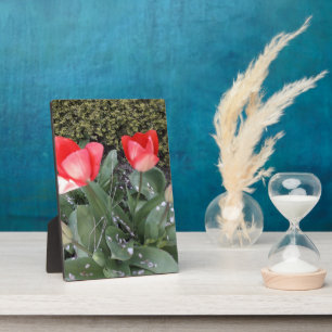 Placa Expositora Tulipanes de jardín