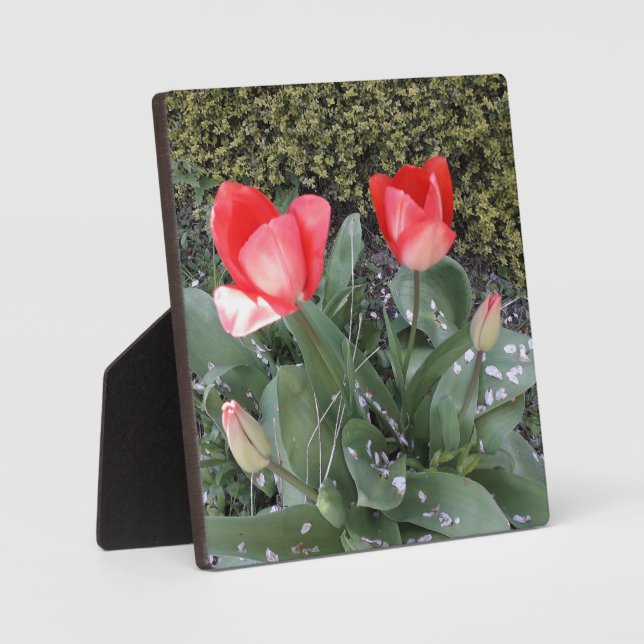 Placa Expositora Tulipanes de jardín (Anverso)