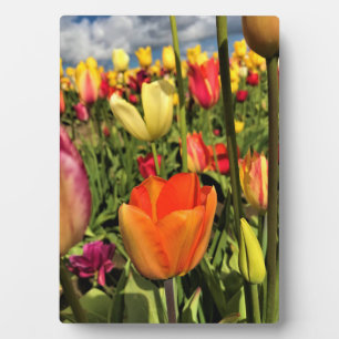 Placa Expositora Tulipanes de primavera coloridos