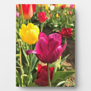 Placa Expositora Tulipanes de primavera, Oregón