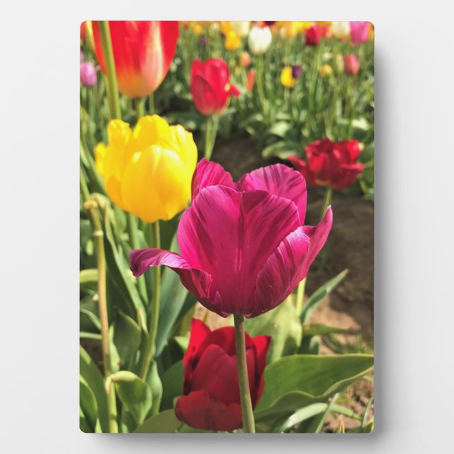 Placa Expositora Tulipanes de primavera, Oregón (Frente)