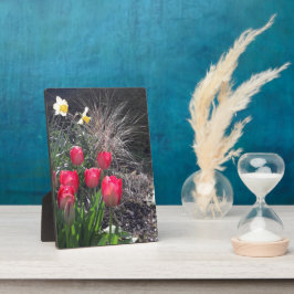 Placa Expositora Tulipanes rojos en el jardín