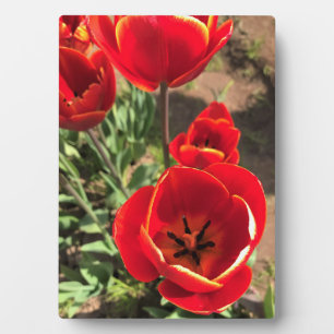 Placa Expositora Tulipanes rojos internos