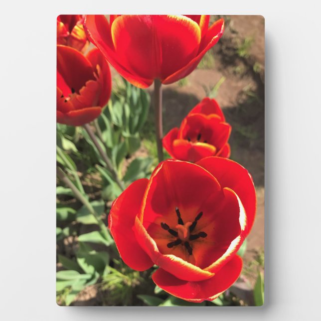 Placa Expositora Tulipanes rojos internos (Frente)