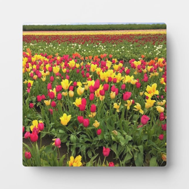 Placa Expositora Tulipanes rosados y amarillos, Oregón (Frente)
