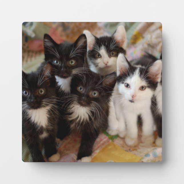 Placa Expositora Tuxedo Kittens (Frente)