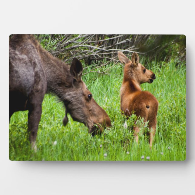Placa Expositora Two Alert Moose Mother And Baby (Frente)