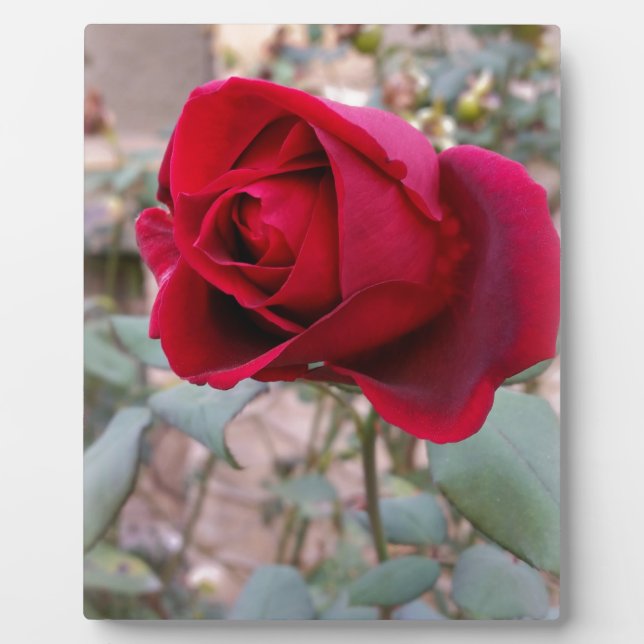 Placa Expositora última rosa roja (Frente)