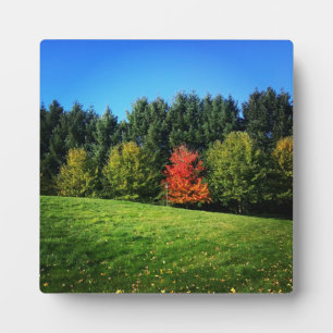 Placa Expositora Un árbol rojo