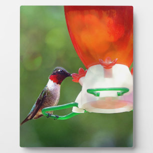 Placa Expositora Un colibrí con trompetas de rubí