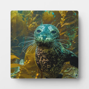 Placa Expositora Un curioso bosque de sellos marinos Kelp   Santa B