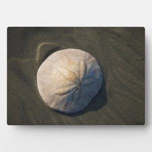 Placa Expositora Un Dólar De Arena En La Playa
