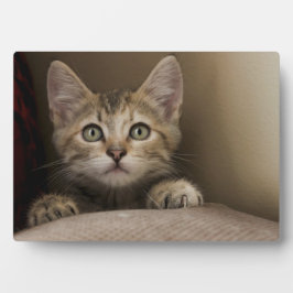 Placa Expositora Un Gatito Muy Dulce