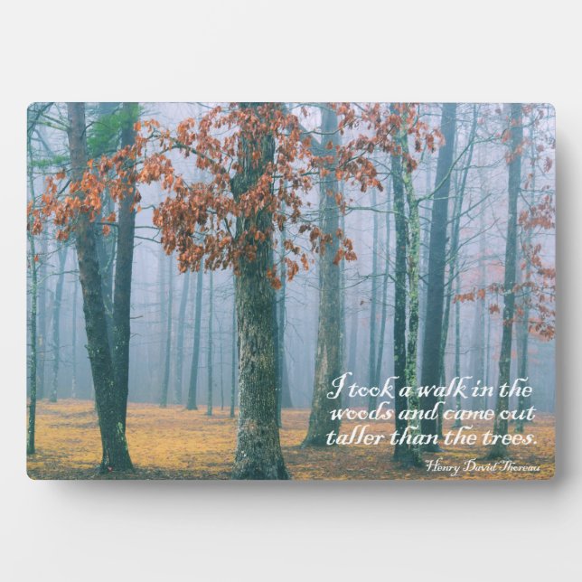 Placa Expositora Un paseo por los bosques (Frente)