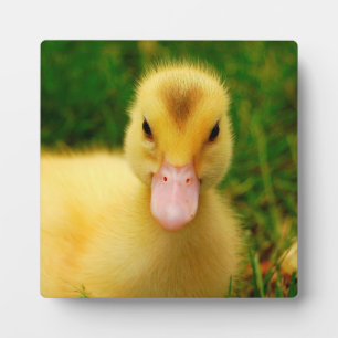 Placa Expositora Un Pequeño Duckling