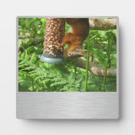 Placa Expositora Un Poco De Nueces, Plaque De Ardilla.