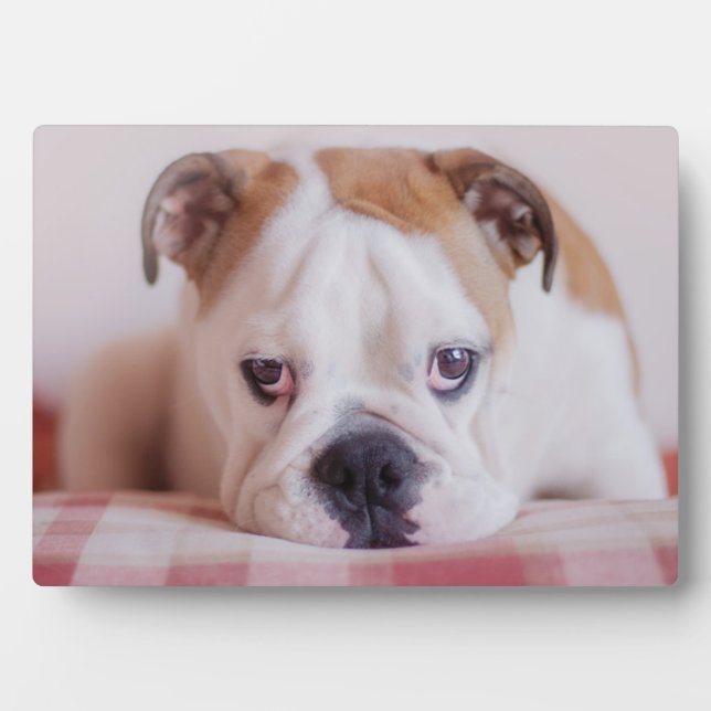 Placa Expositora Un tímido Bulldog inglés (Frente)