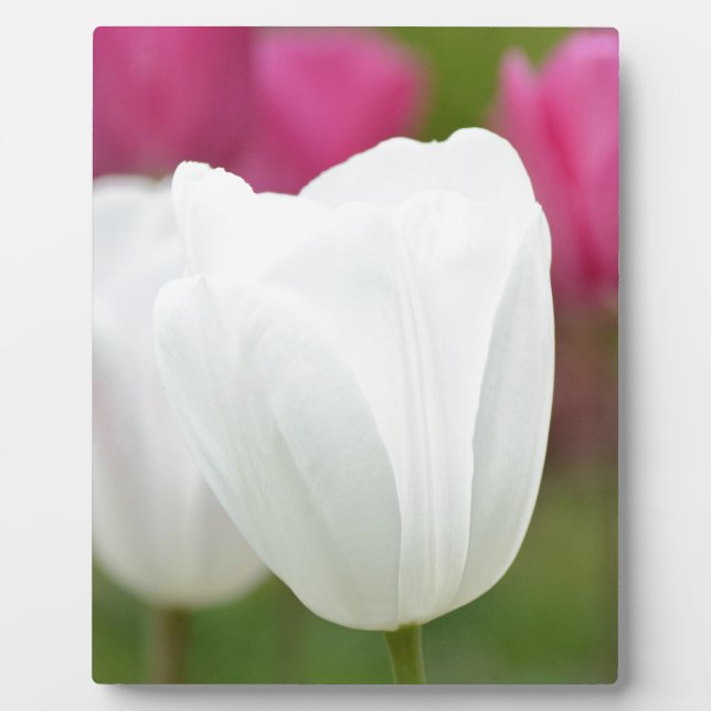 Placa Expositora Un tulipán blanco (Frente)