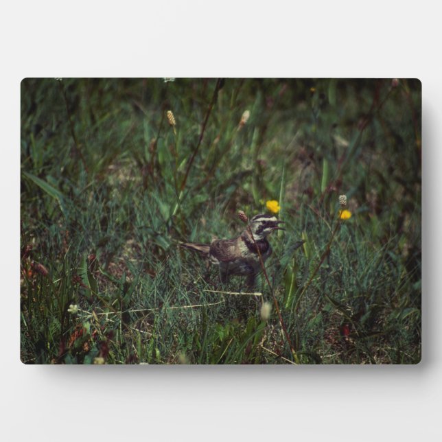 Placa Expositora Una Alondra Cornuda (Frente)