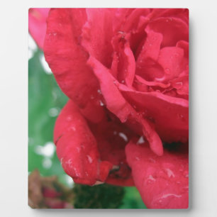 Placa Expositora Una rosa roja