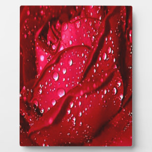 Placa Expositora Una rosa roja en la lluvia